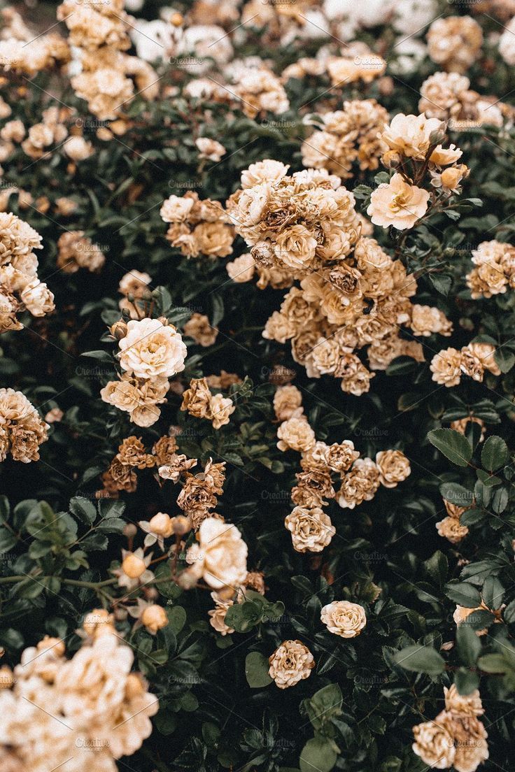 736x1104 Pastel roses bush. Nature photography
