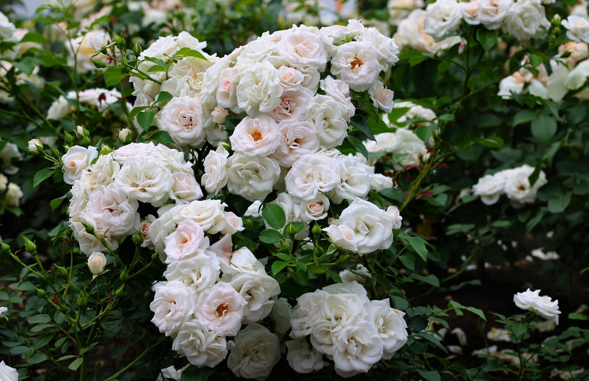 Breathtaking Types Of Rose Bushes Picture for Your Screen Breathtaking Types Of Rose Bushes Picture for Your Screen
