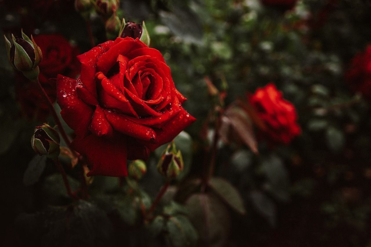 1280x853 Flowers Roses Bush