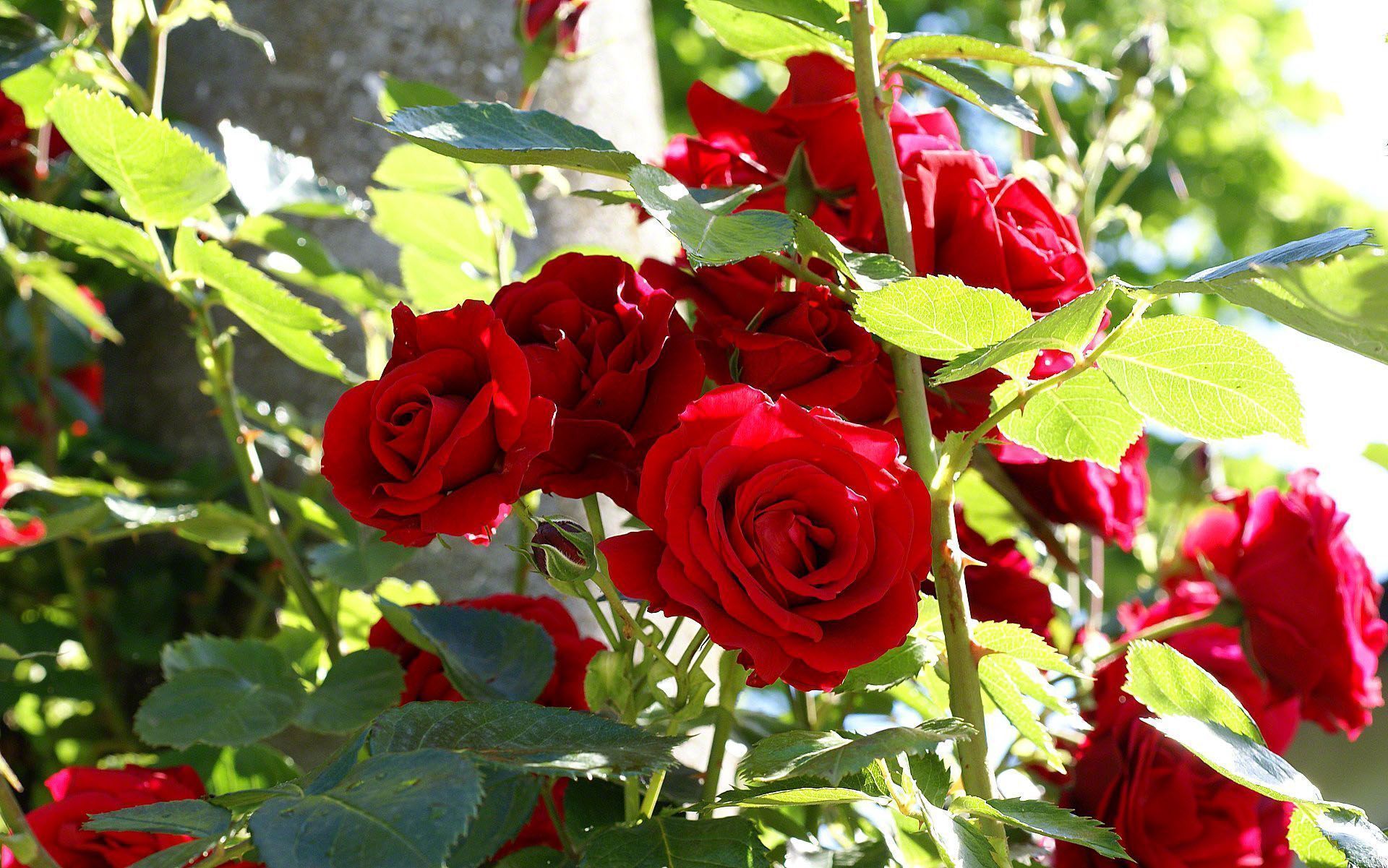 1920x1201 Roses bush wallpaper