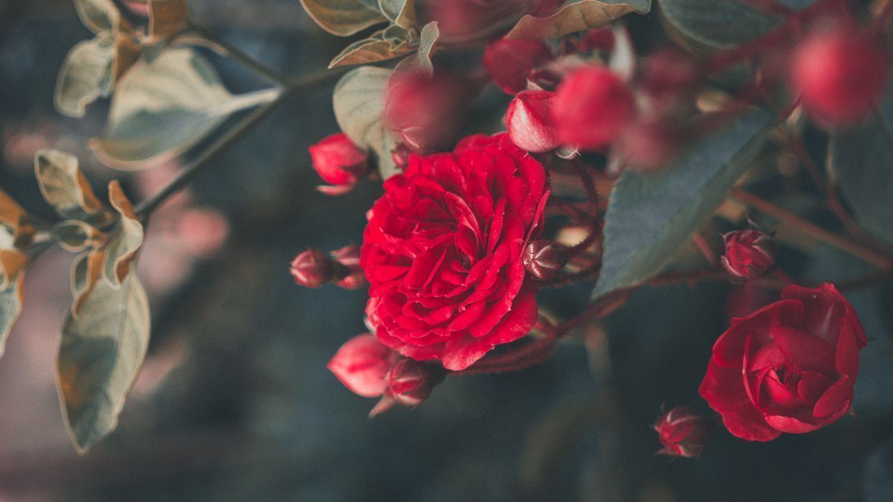 1280x720 Wallpaper rose, bush, bloom, garden