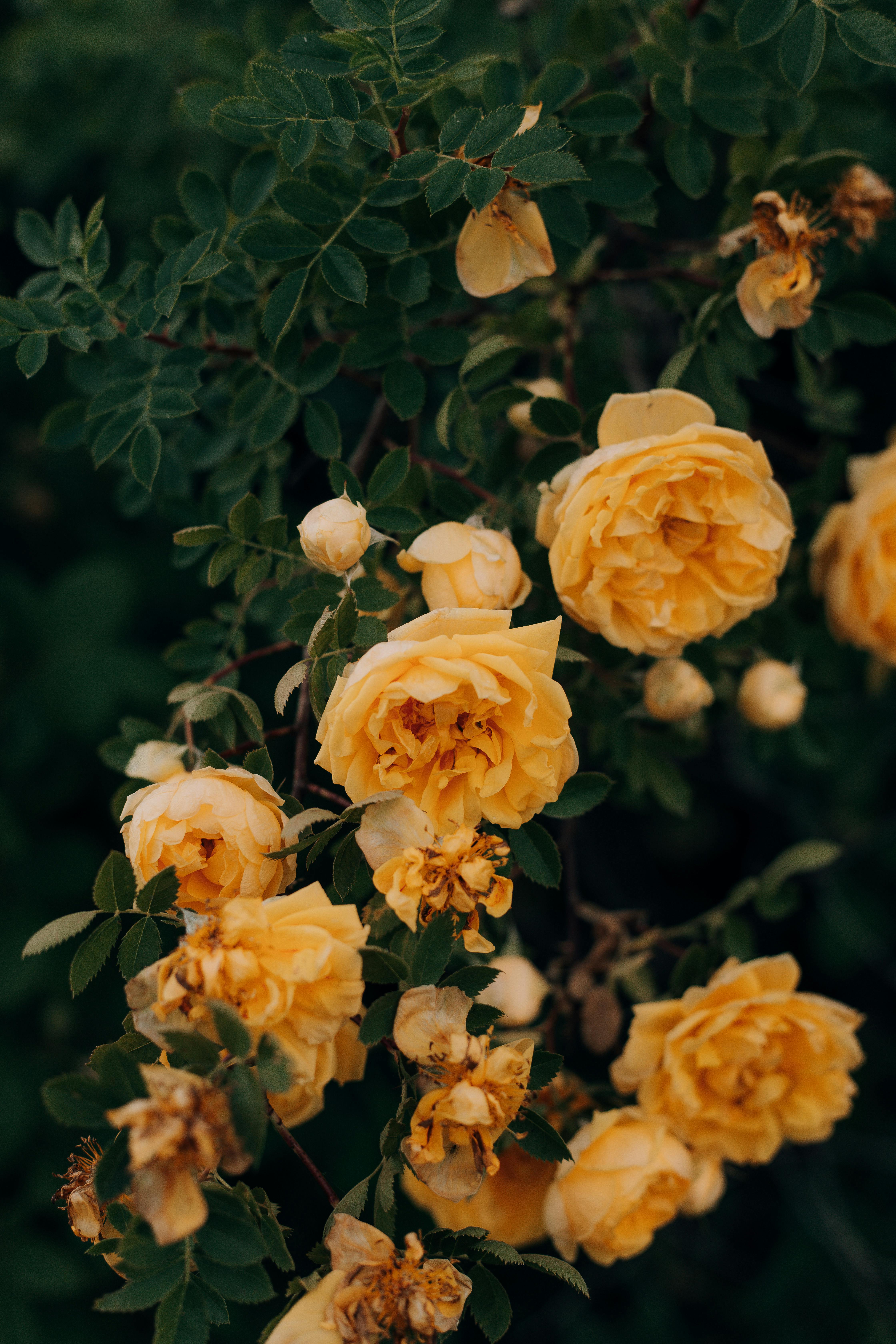 4480x6720 Rose Bush Photo, Download The BEST