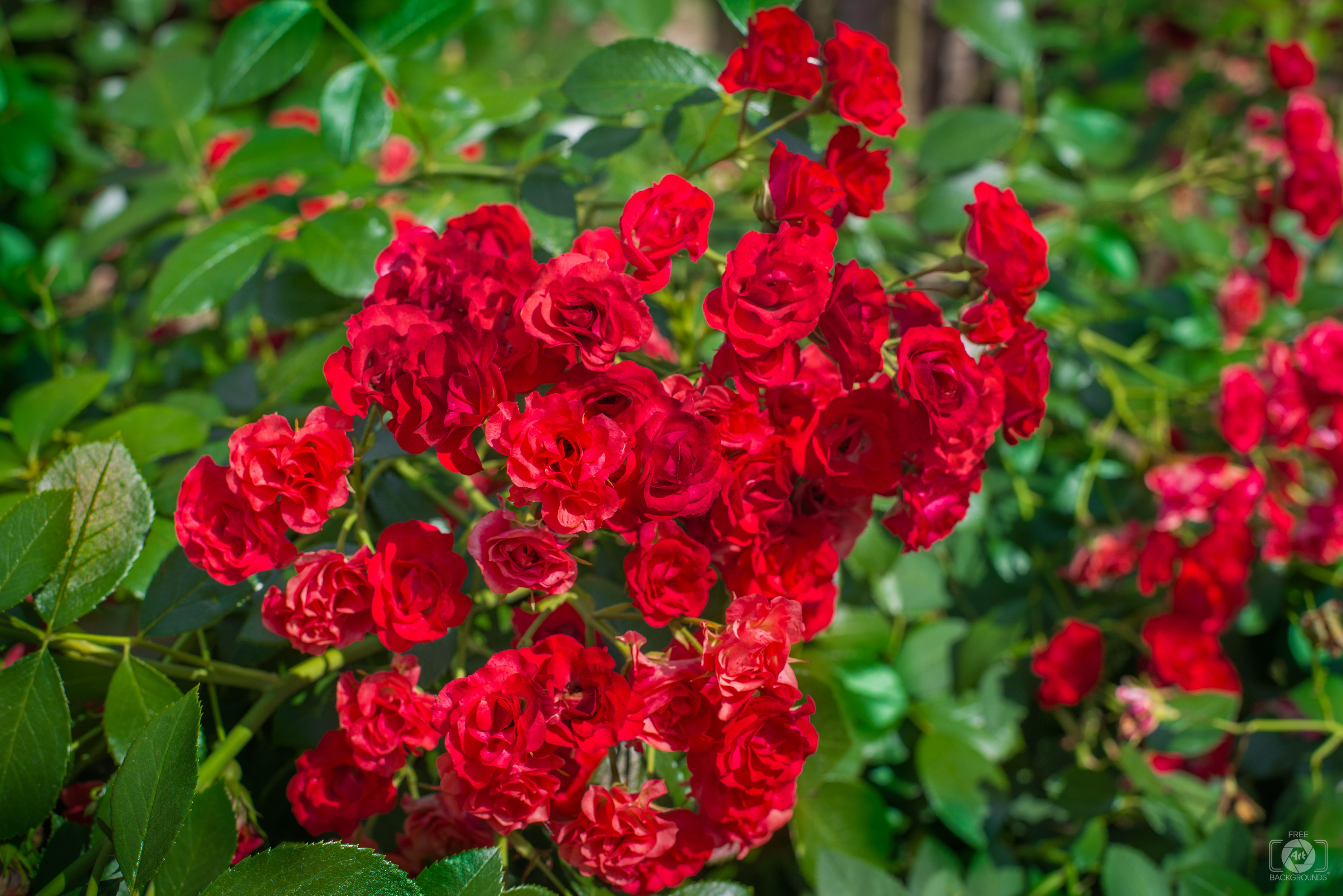7360x4912 Background with Red Rose Bush