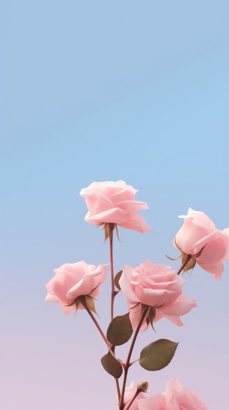 800x1427 Roses iPhone Wallpaper. Free