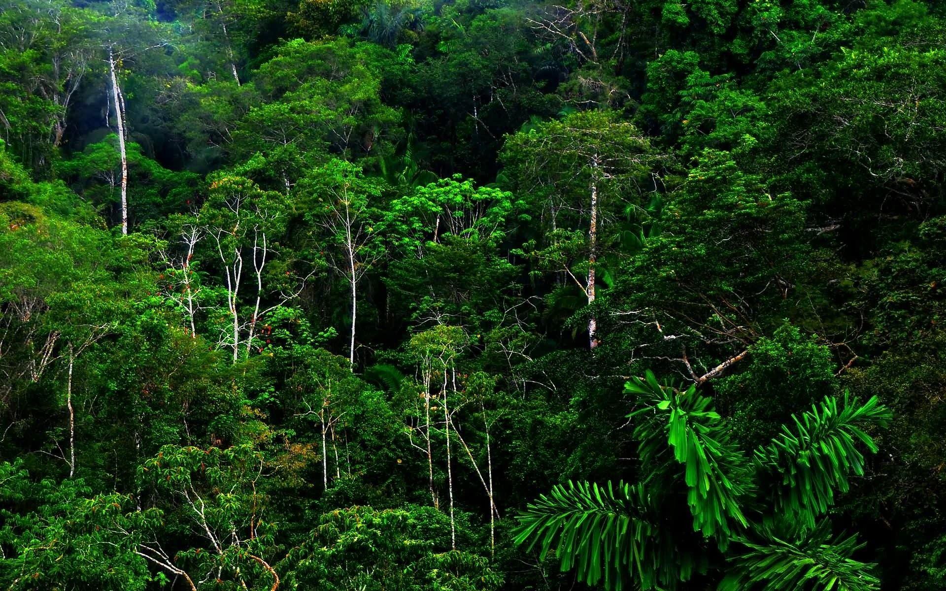 1920x1200 Amazon Rainforest Wallpaper