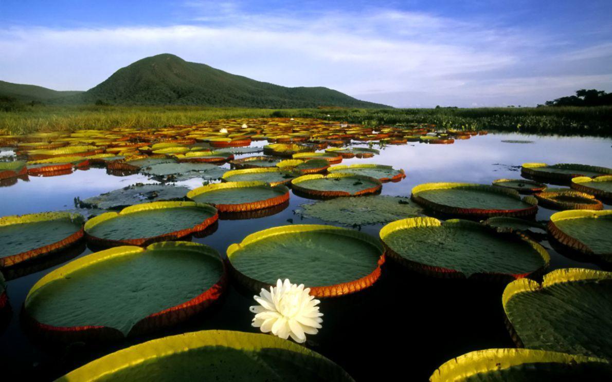 1190x744 Amazon Rainforest HD Wallpaper. All in One Wallpaper