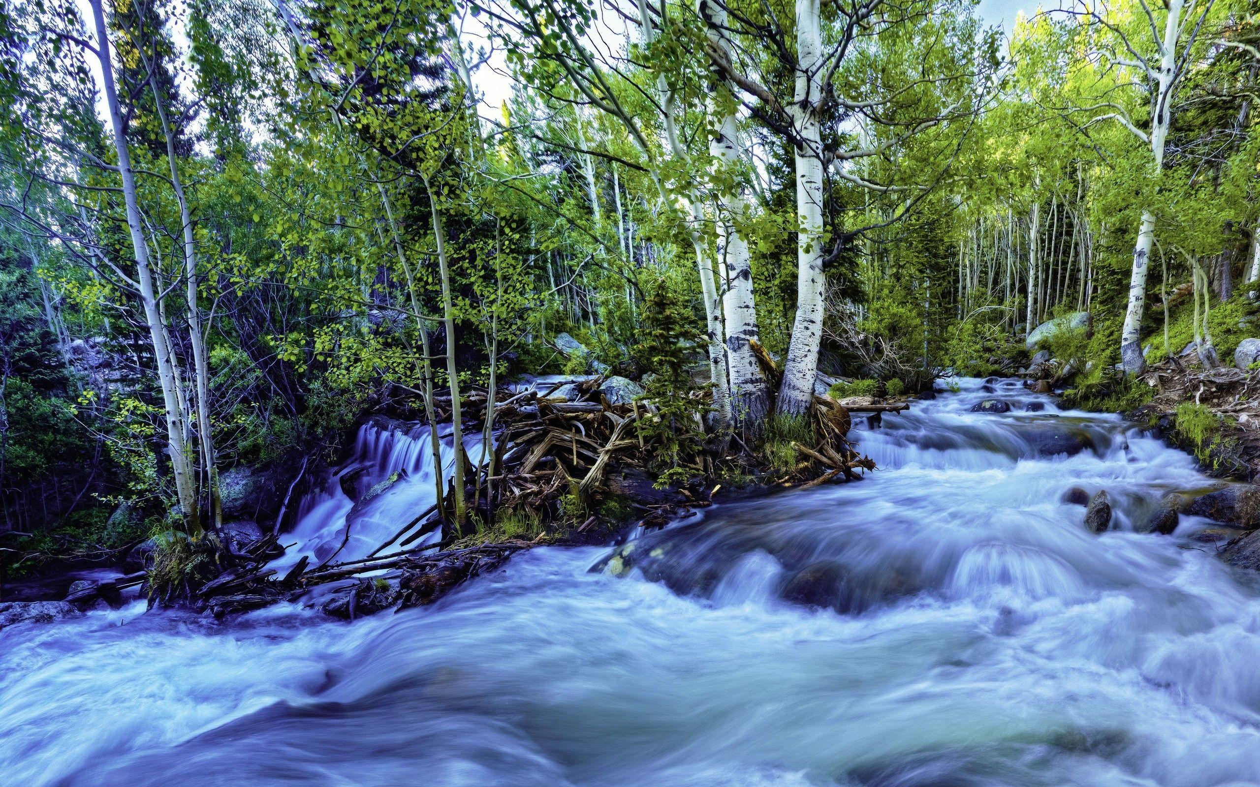 2560x1600 Mountain river in the forest wallpaper wallpaper