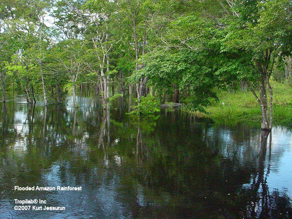1024x768 image Amazon Rainforest