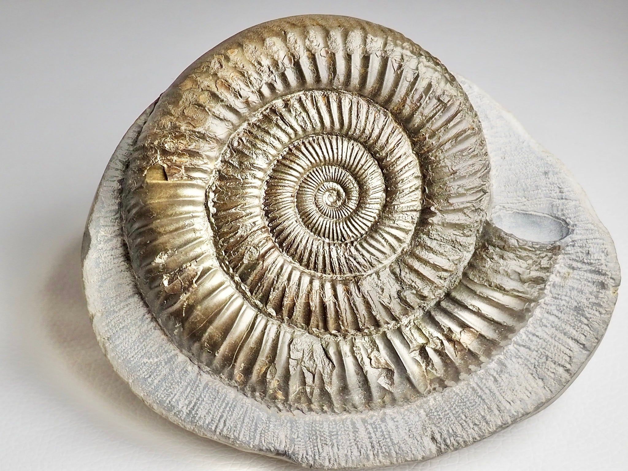 2048x1536 Ammonite Galaxy Digital Art