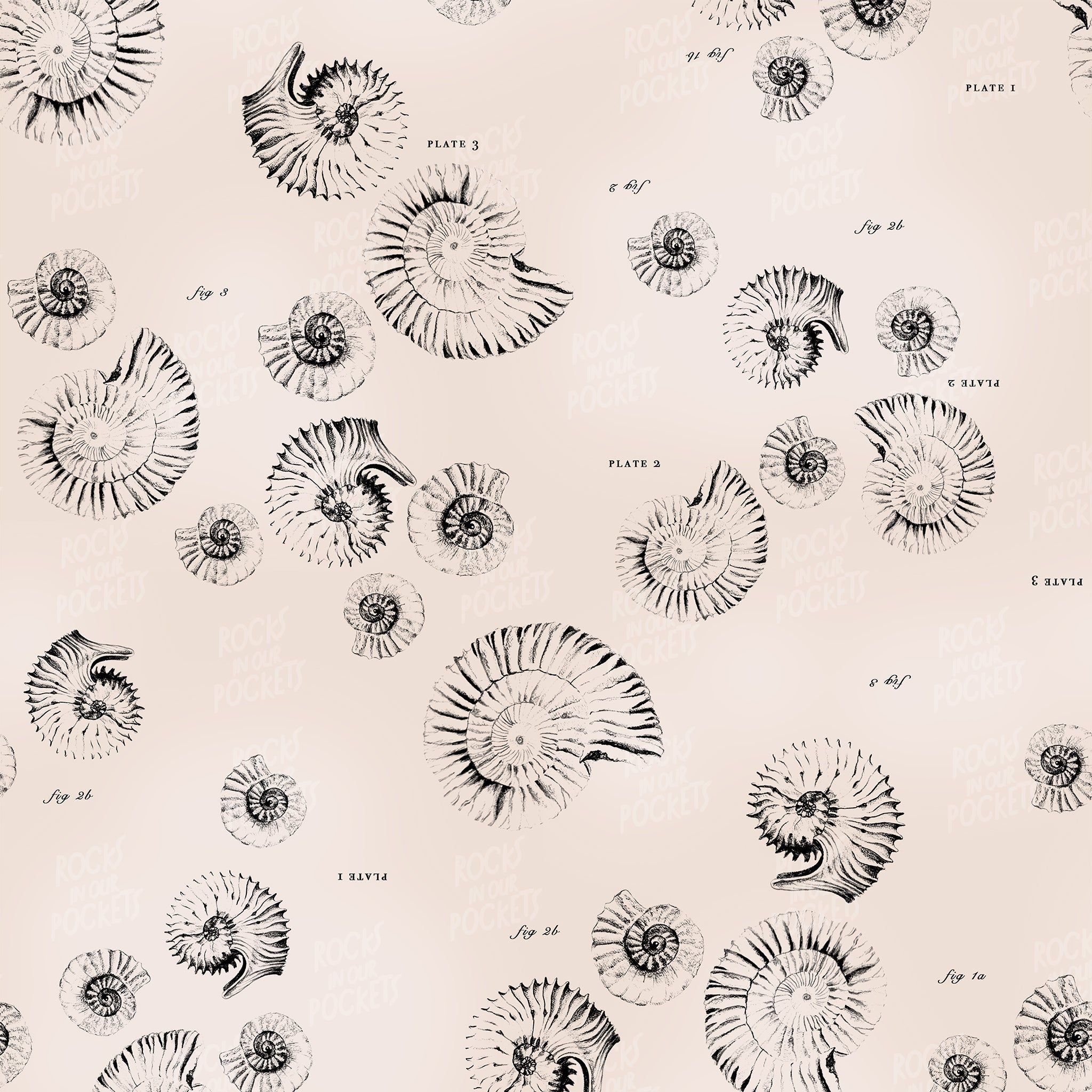 2048x2048 Ammonite Fossil Print