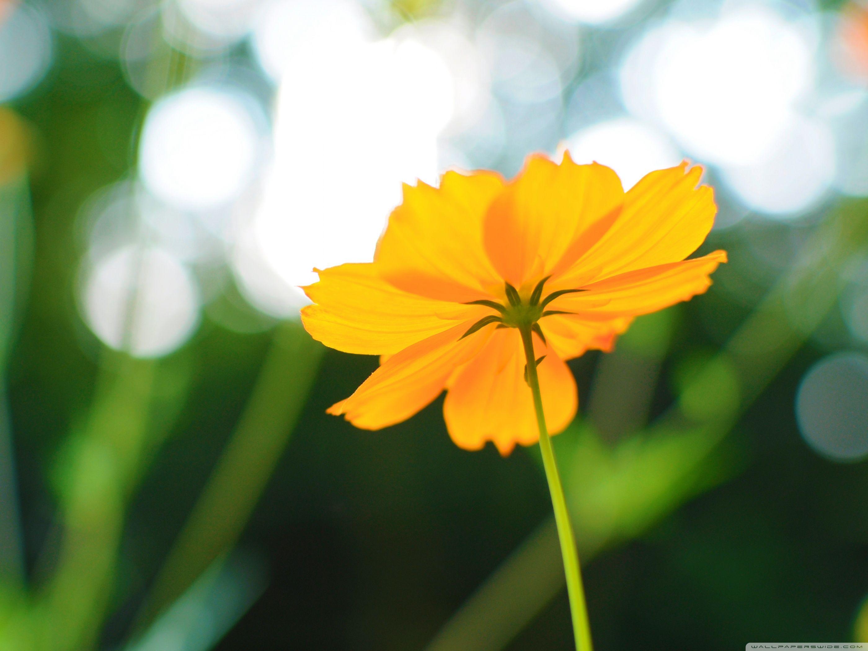 Spring Season Flowers Ultra HD Desktop Background Wallpaper for 4K UHD TV :  Multi Display, Dual Monitor : Tablet : Smartphone