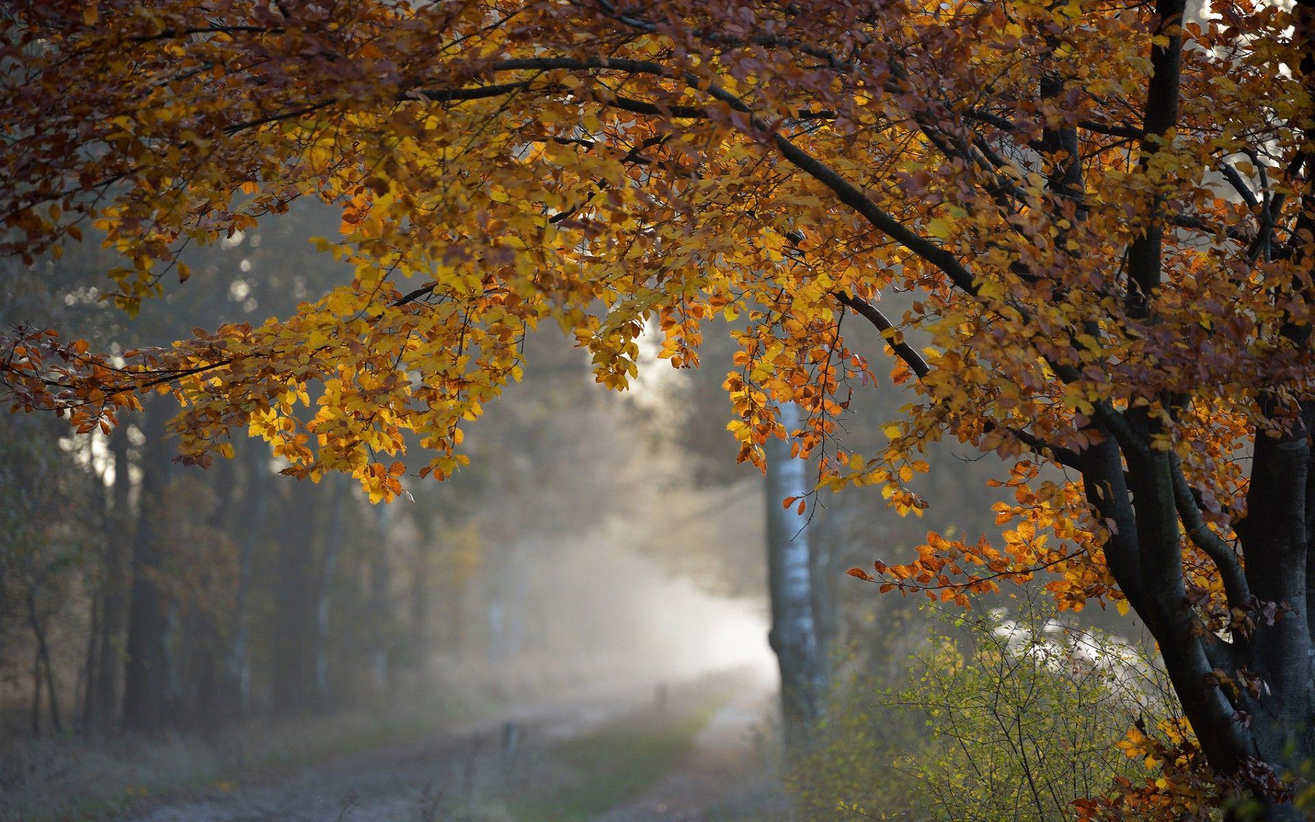 1920x1200 Autumn Rain Wallpaper High Quality