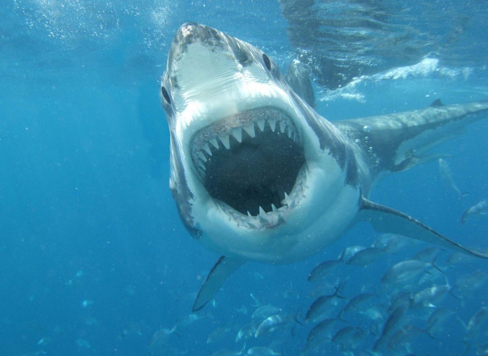 1600x1170 Shark Mouth Wallpaper