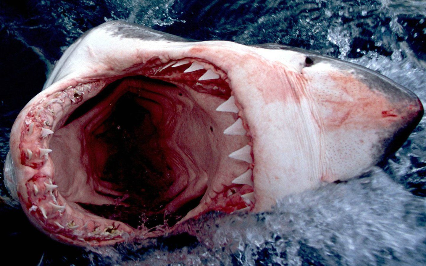1440x900 Download Great White Shark wallpaper