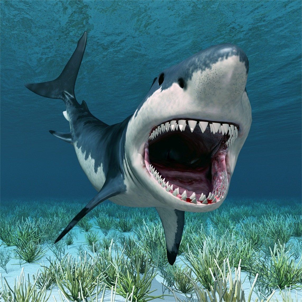 1143x1143 AOFOTO 10x10ft Great White Shark