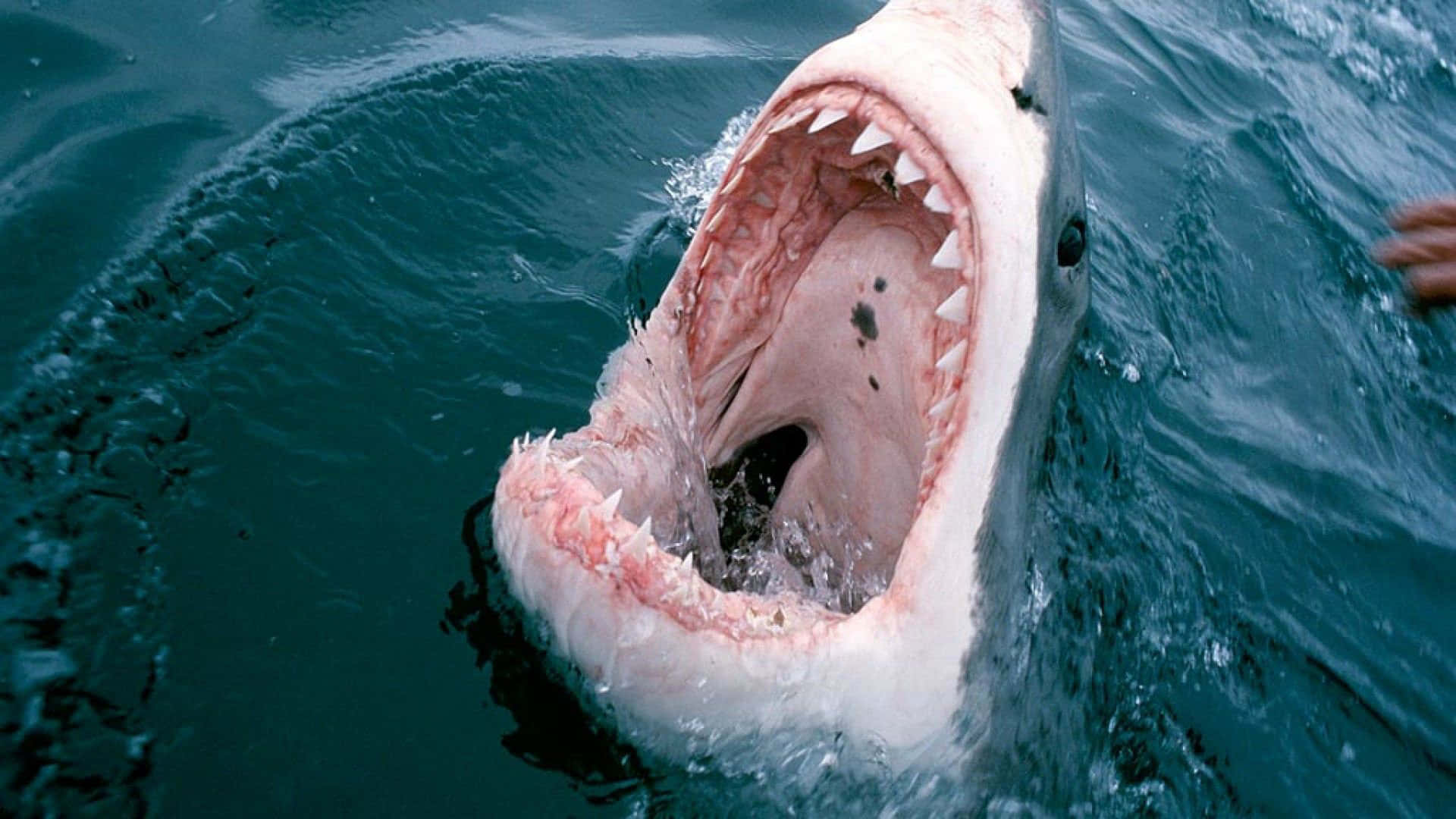 1920x1080 White Shark With Its Mouth Open