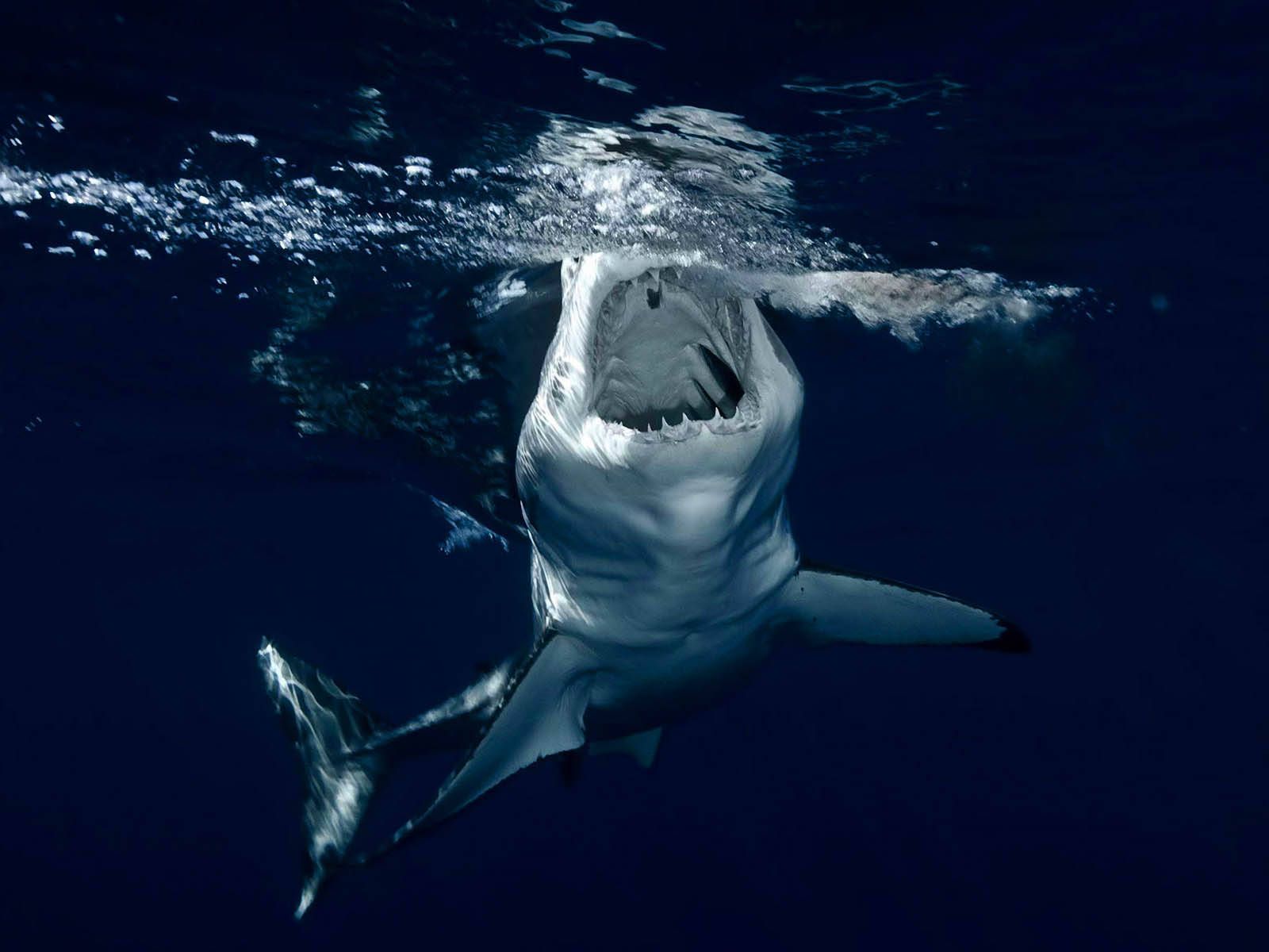 1600x1200 Download free Open Mouth Shark
