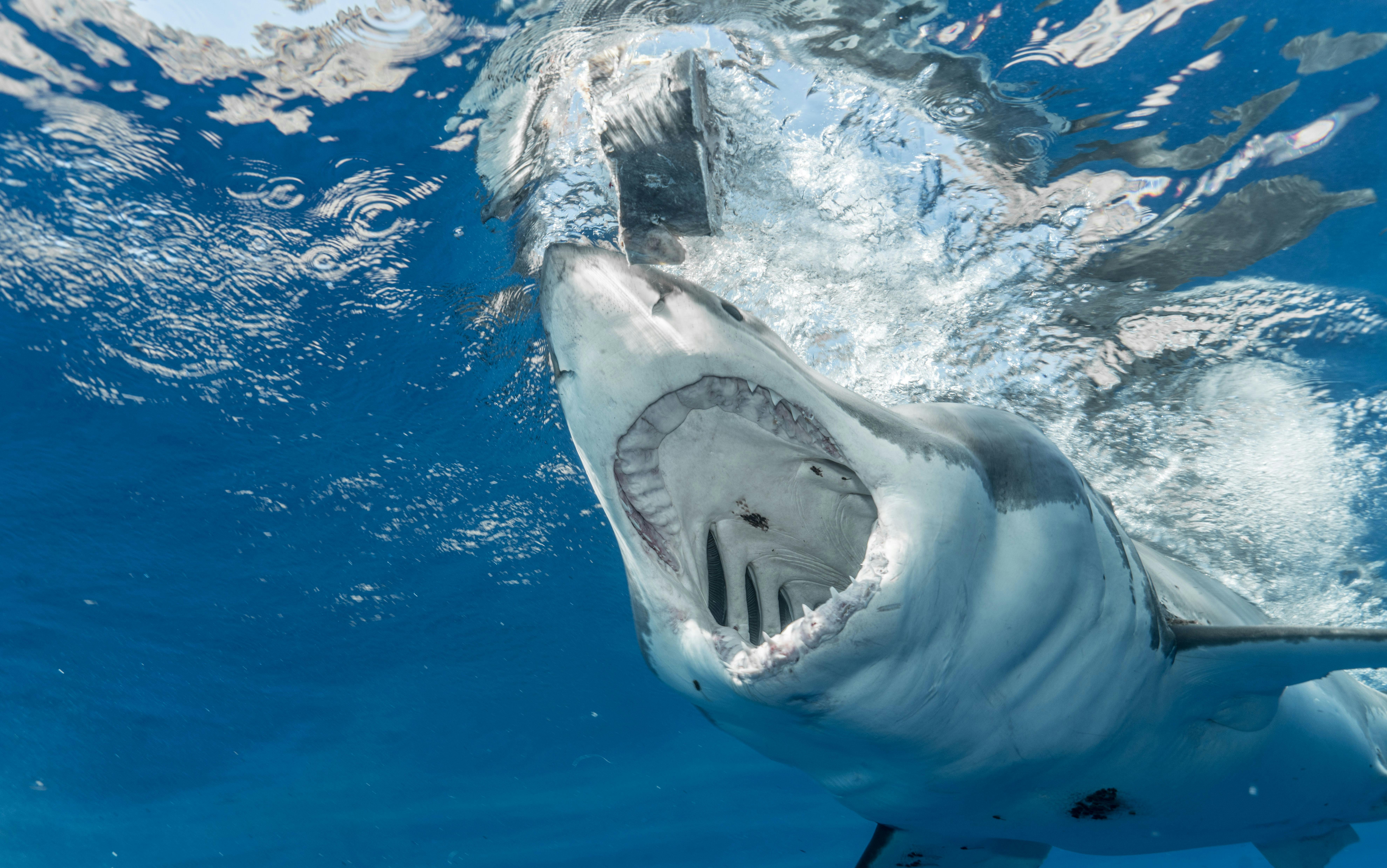 7917x4958 Scary shark opening mouth in water