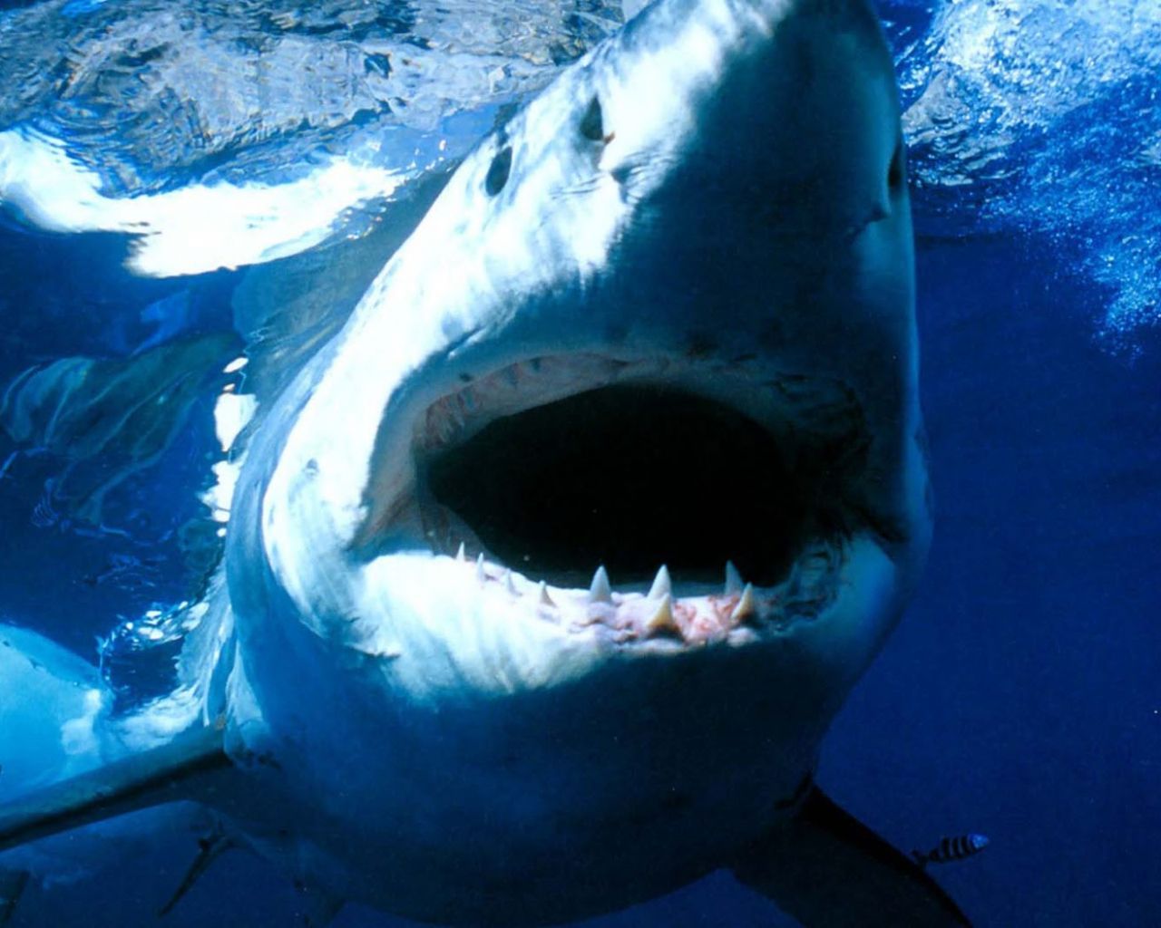 1280x1024 Shark Mouth Wallpaper