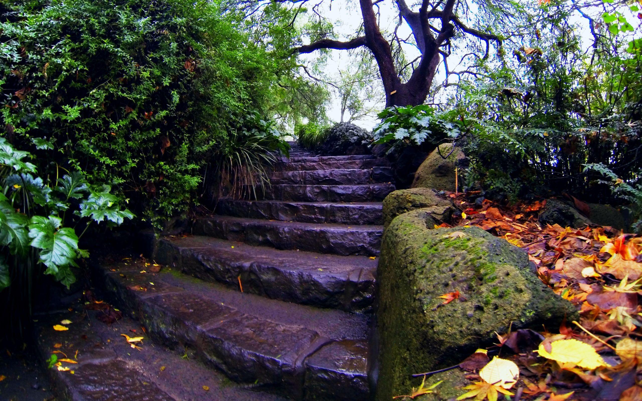 2560x1600 autumn, rain, stairs wallpaper