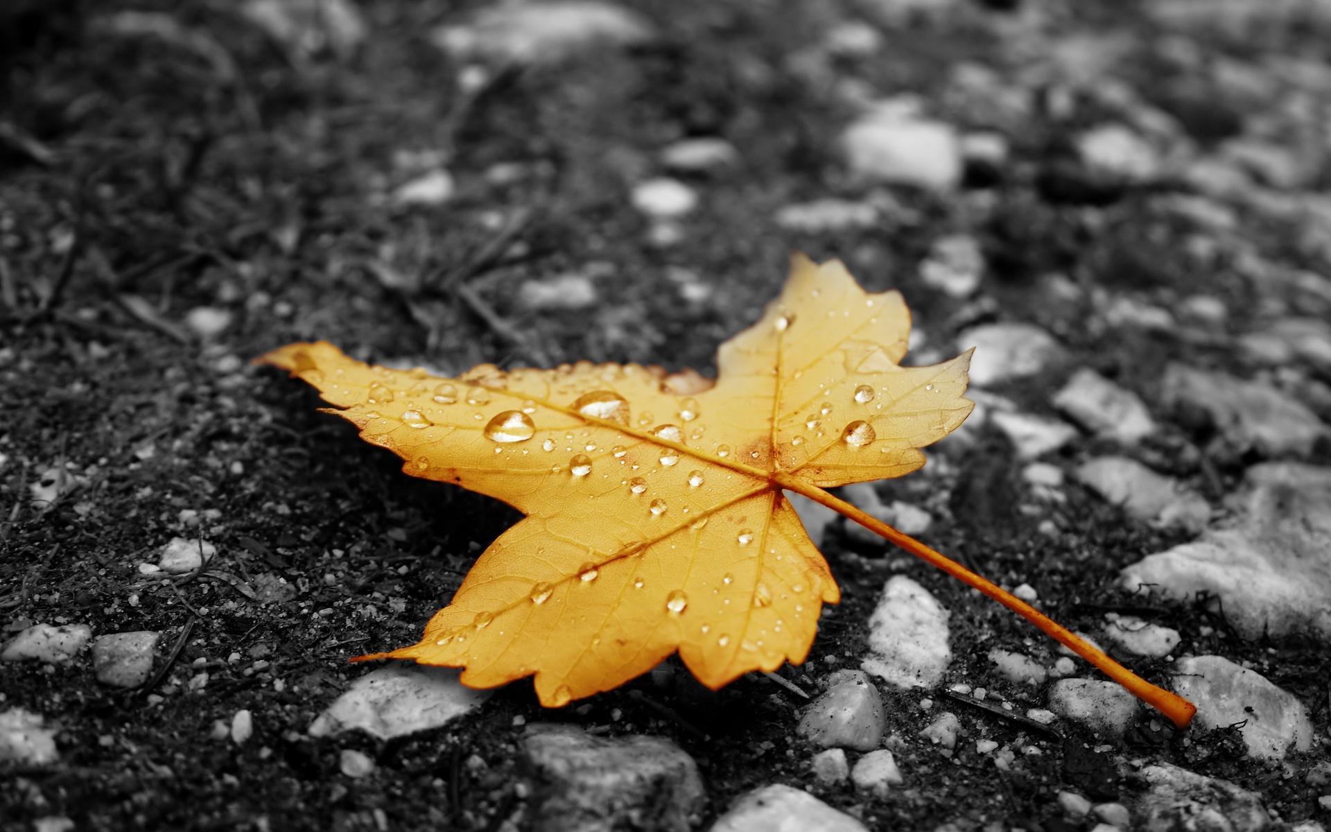 1920x1200 Autumn Rain Live Wallpaper (live background) for Android