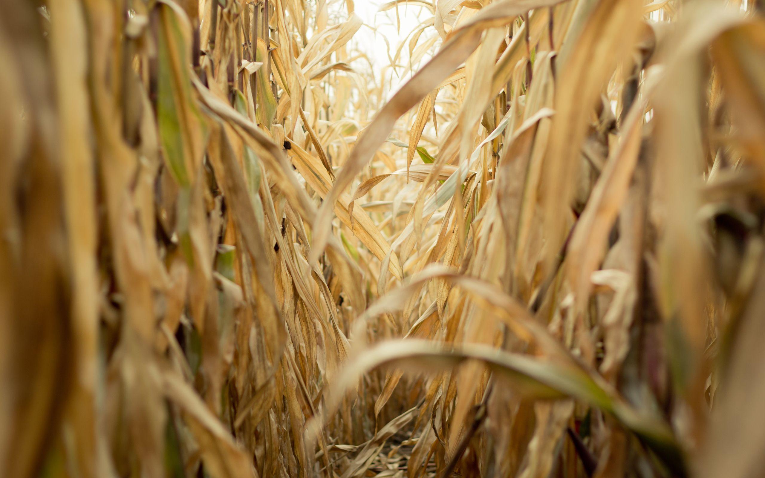 2560x1600 Late summer corn field