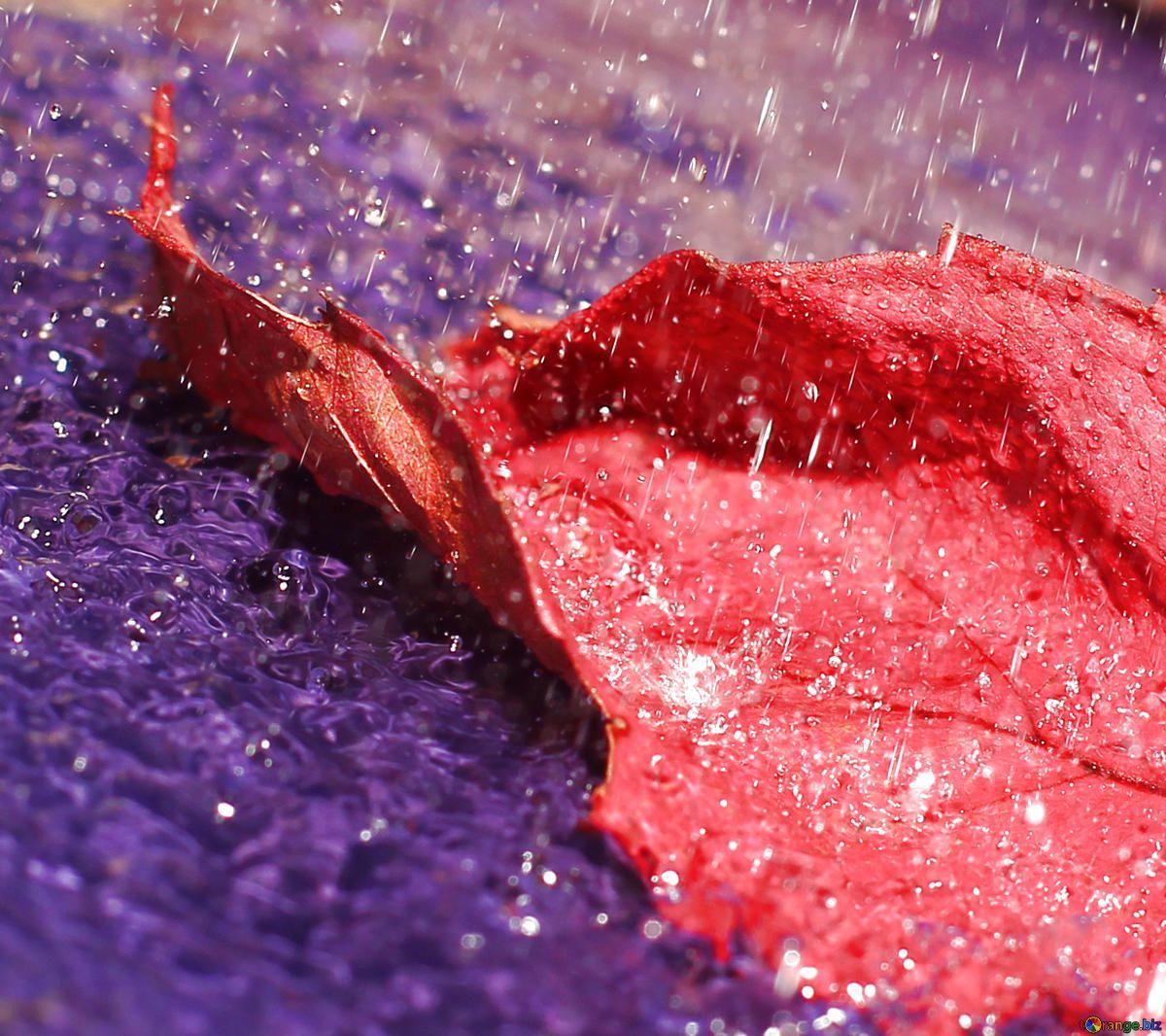 1200x1066 Download Free Picture Autumn Rain Leaf On CC BY License