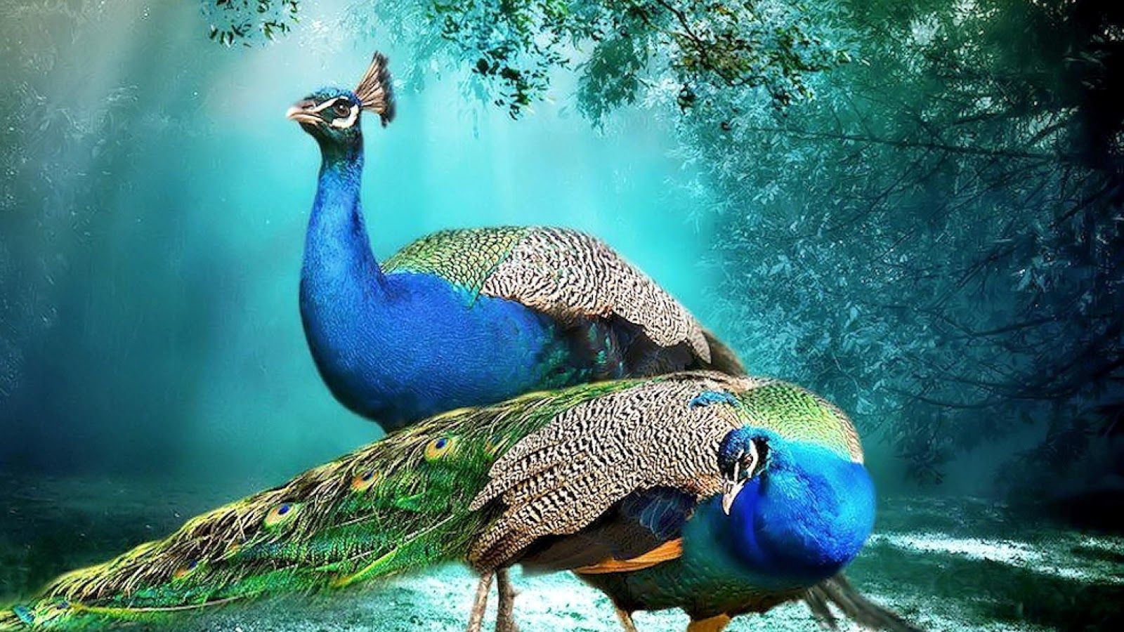 Peacock 4k Wallpapers Top Free Peacock 4k Backgrounds WallpaperAccess peacock-4k-wallpapers-top-free-peacock-4k-backgrounds-wallpaperaccess