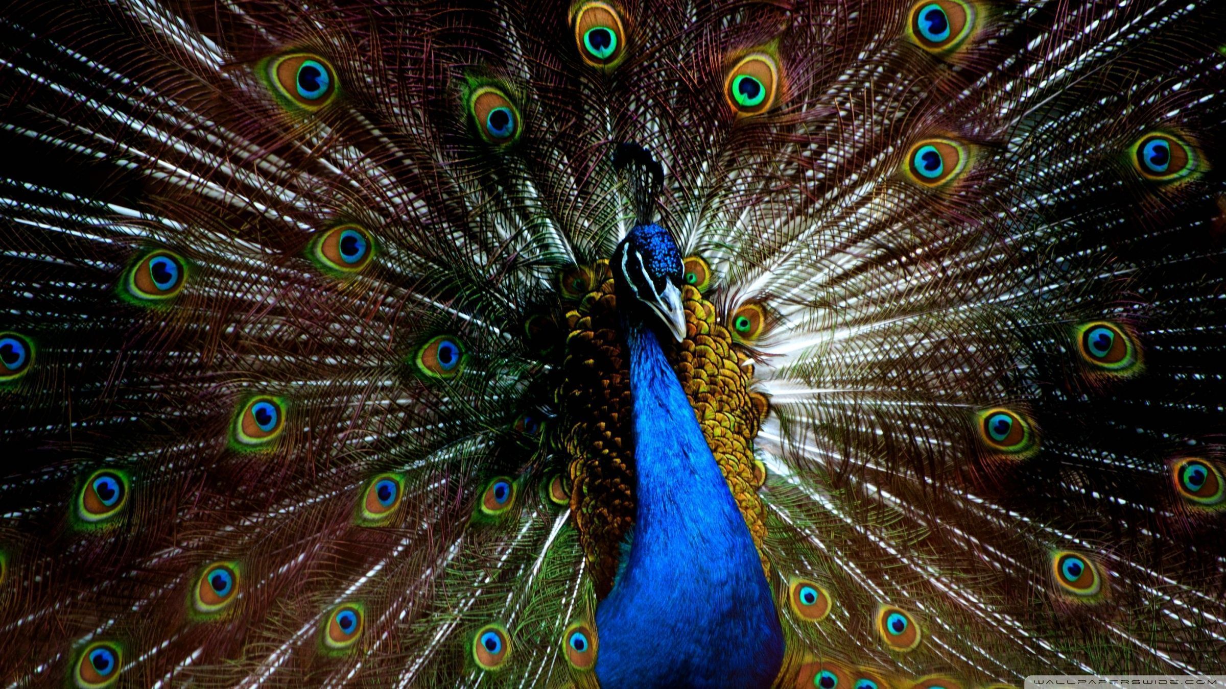 Peacock 4k Wallpapers - Top Free Peacock 4k Backgrounds - WallpaperAccess