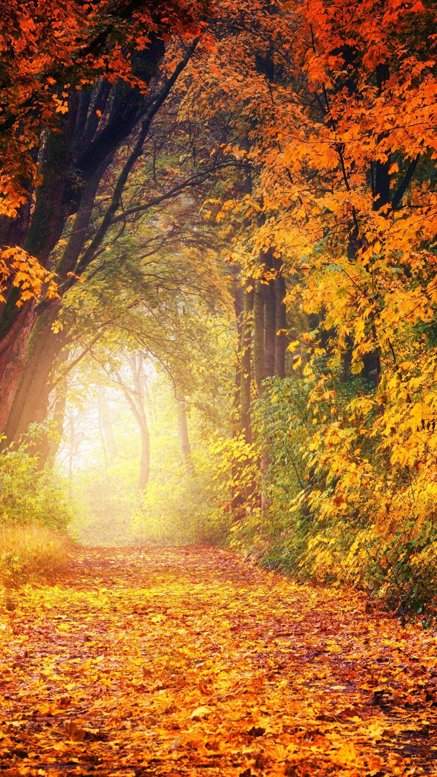 autumn background images aesthetic