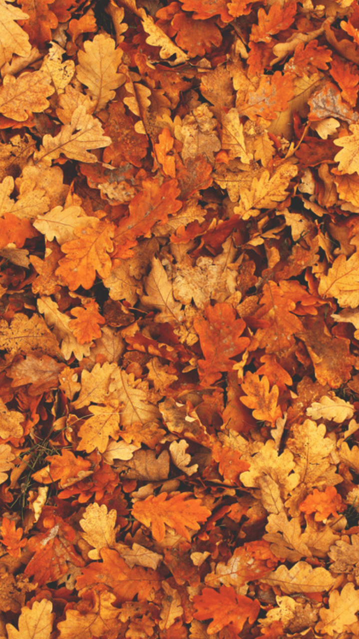 Pictures tumblr autumn Let's Learn