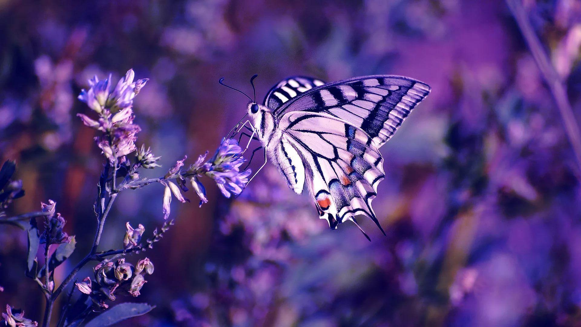 1920x1080 Nice Butterfly Wallpaper