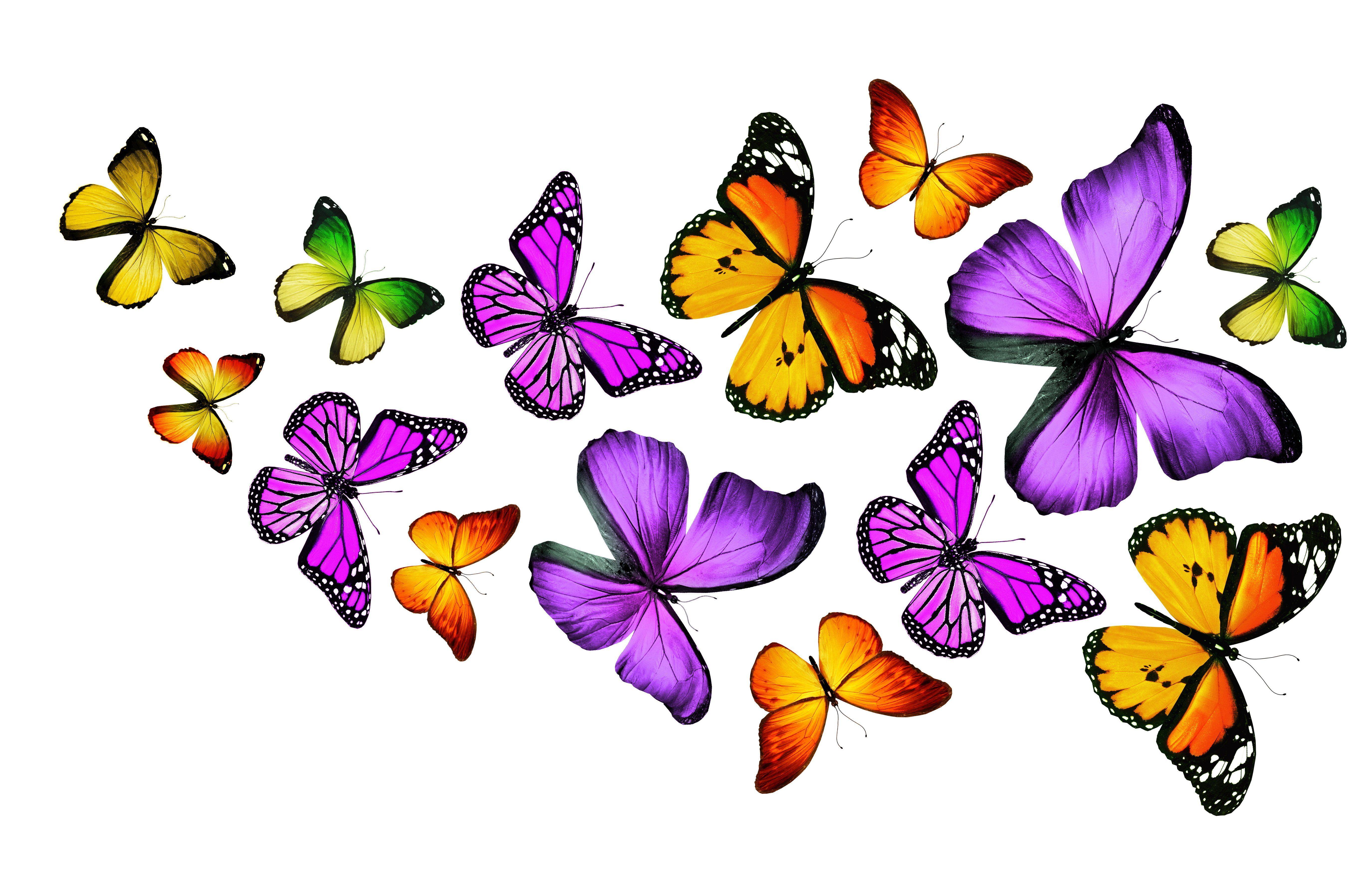 5500x3500 Butterflies Wallpaper For Android Download Wallpaper Laptop HD