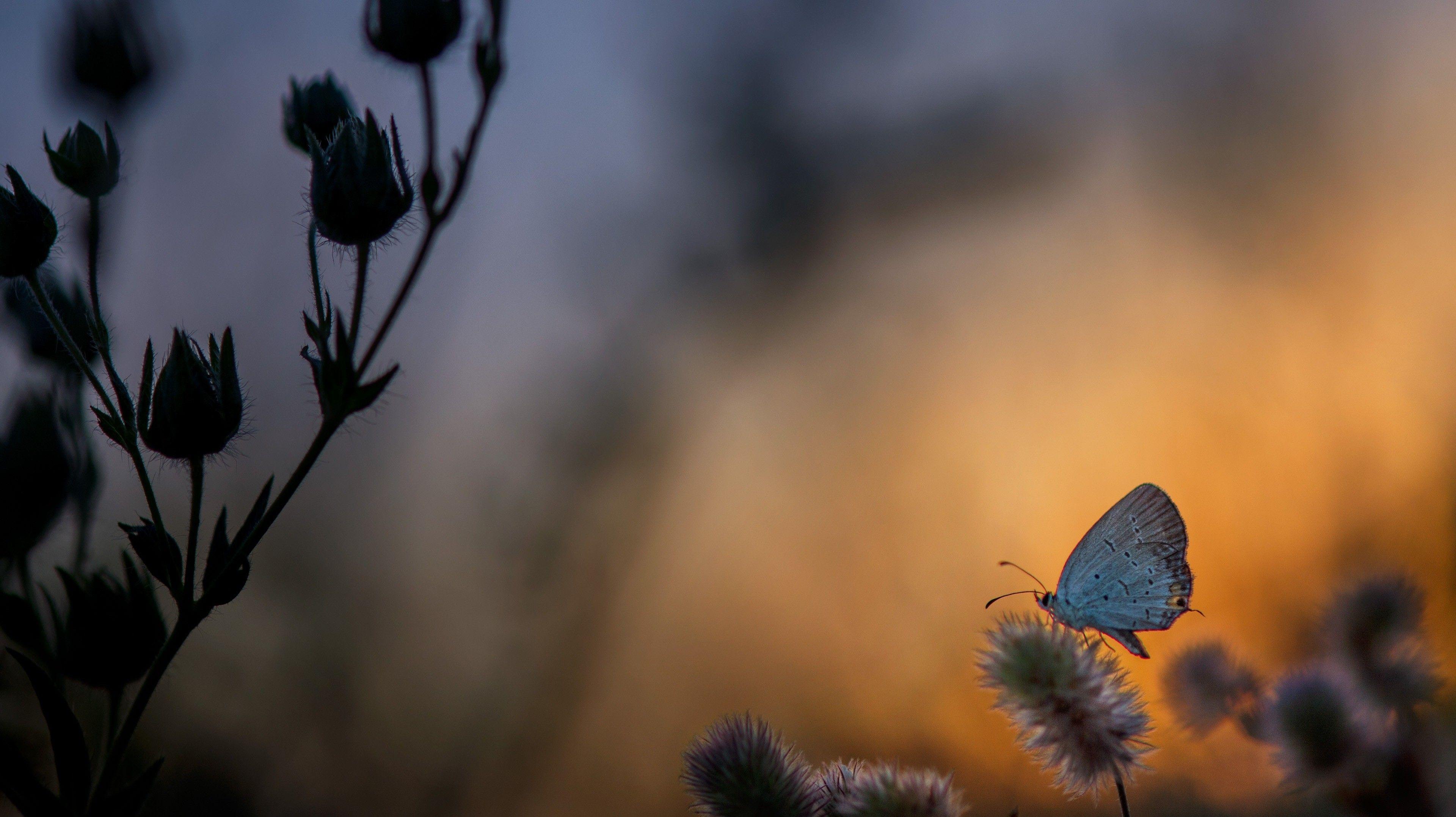 3840x2157 Butterfly on Plant at Sunset Time Nature 4K Wallpaper. HD