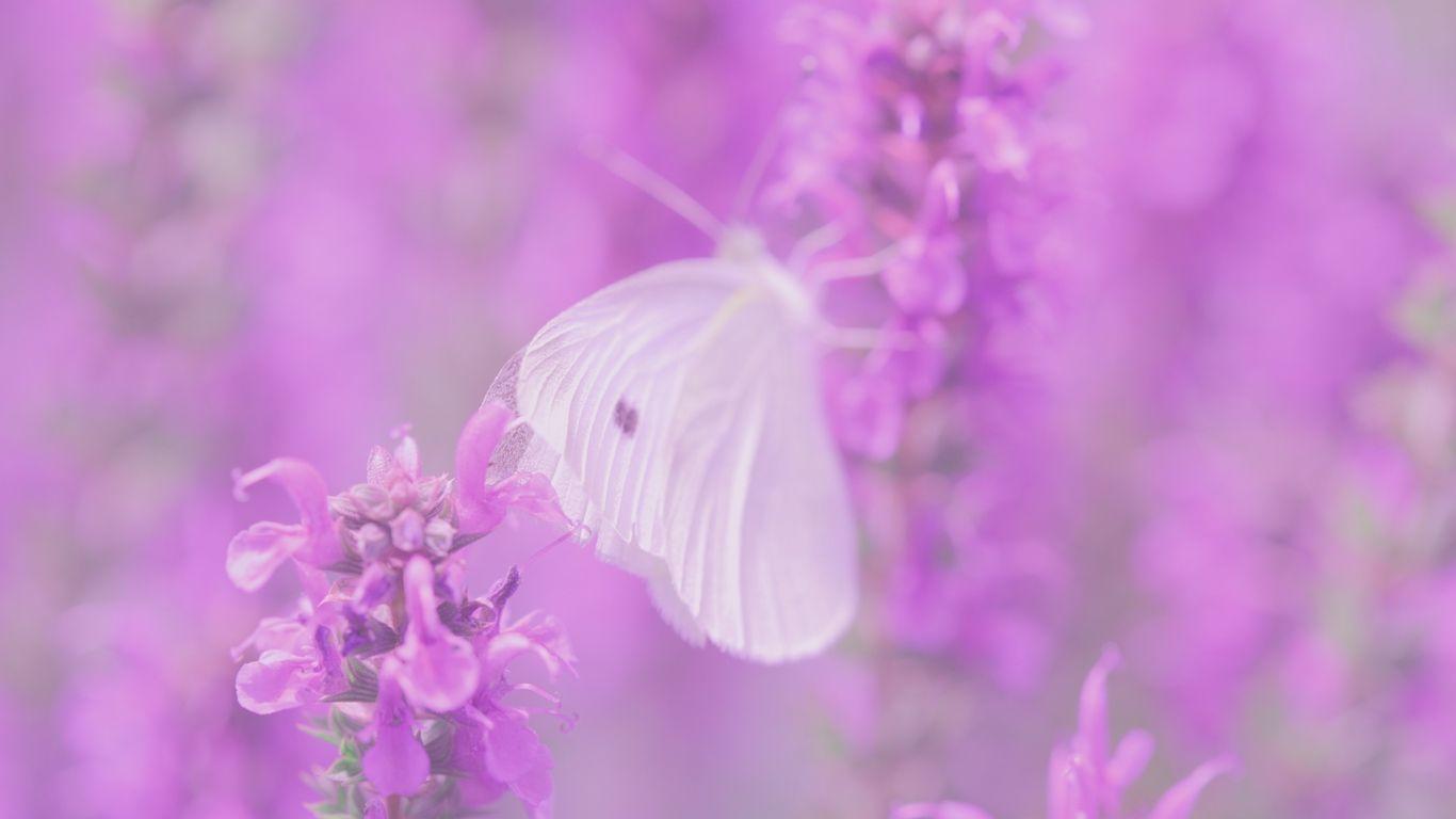 1366x768 Download wallpaper 1366x768 butterfly, flowers, lilac tablet