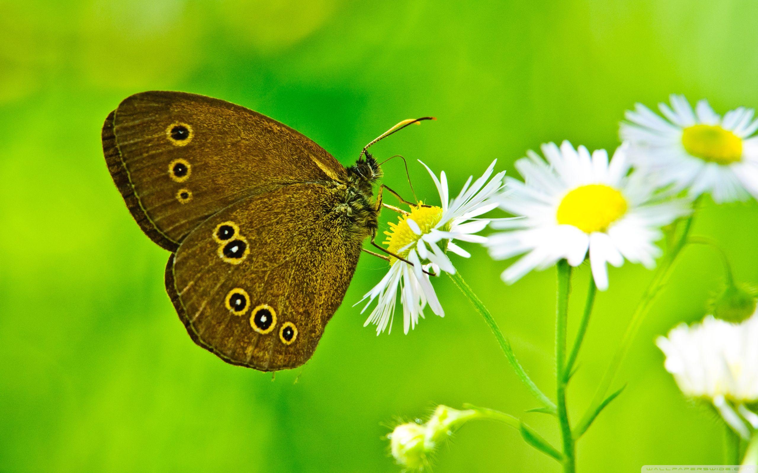 2560x1600 Butterfly Close Up ❤ 4K HD Desktop Wallpaper For 4K Ultra