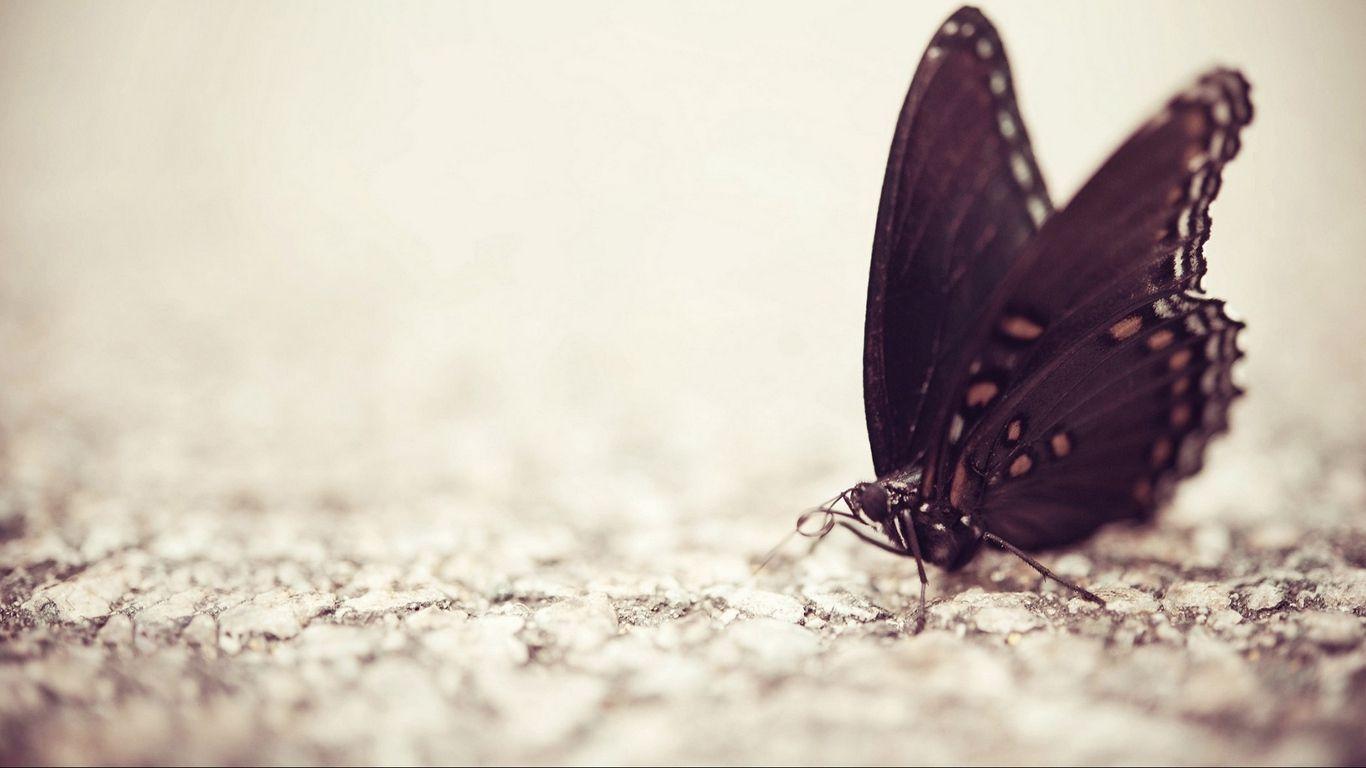 1366x768 Download wallpaper 1366x768 butterfly, surface, wings