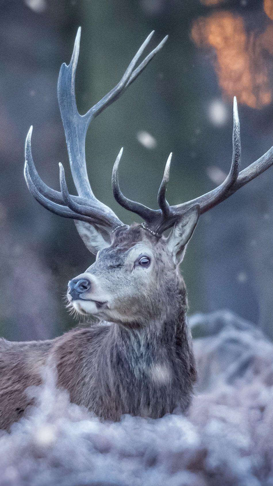 950x1689 Download Deer Forest Winter Free Pure 4K Ultra HD Mobile