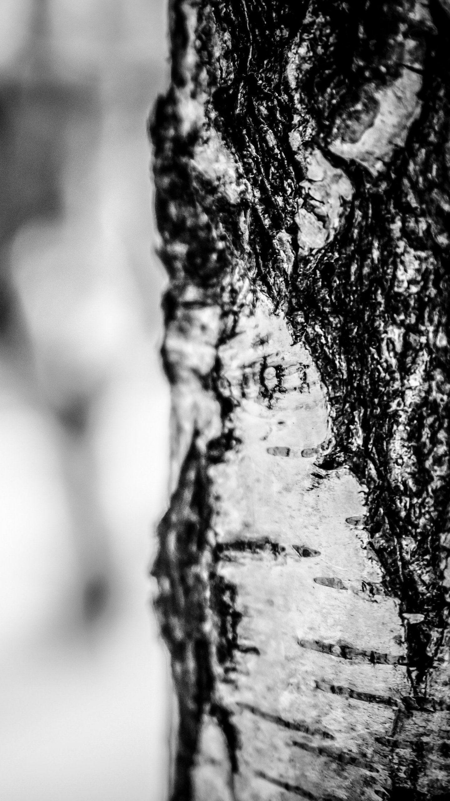 1440x2560 Birch Tree in Winter Wallpaper, Android & Desktop Background