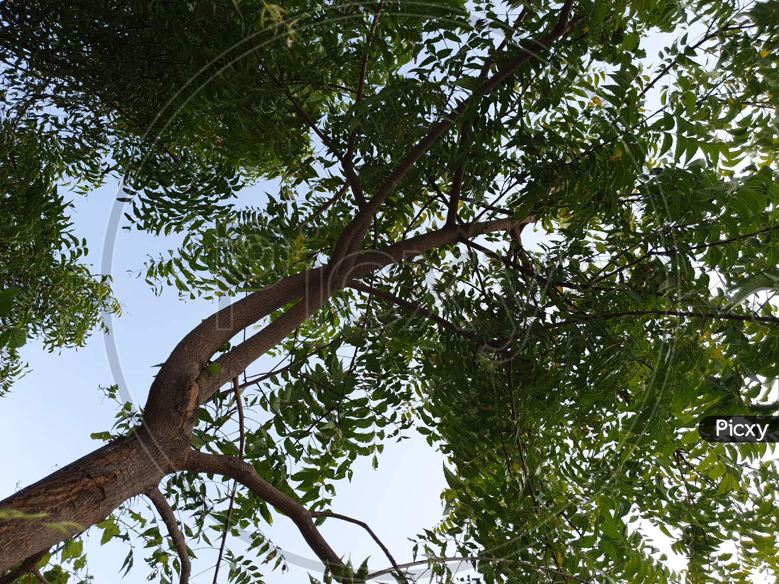 1600x1200 Image of Green neem tree in the forest