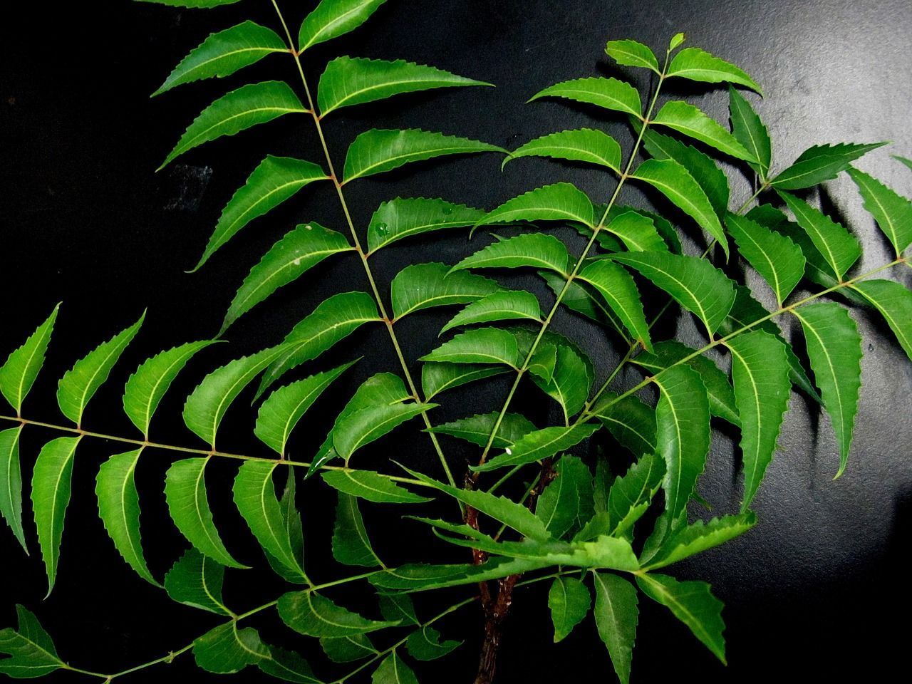 1280x960 Free Neem Leaves & Leaves Image