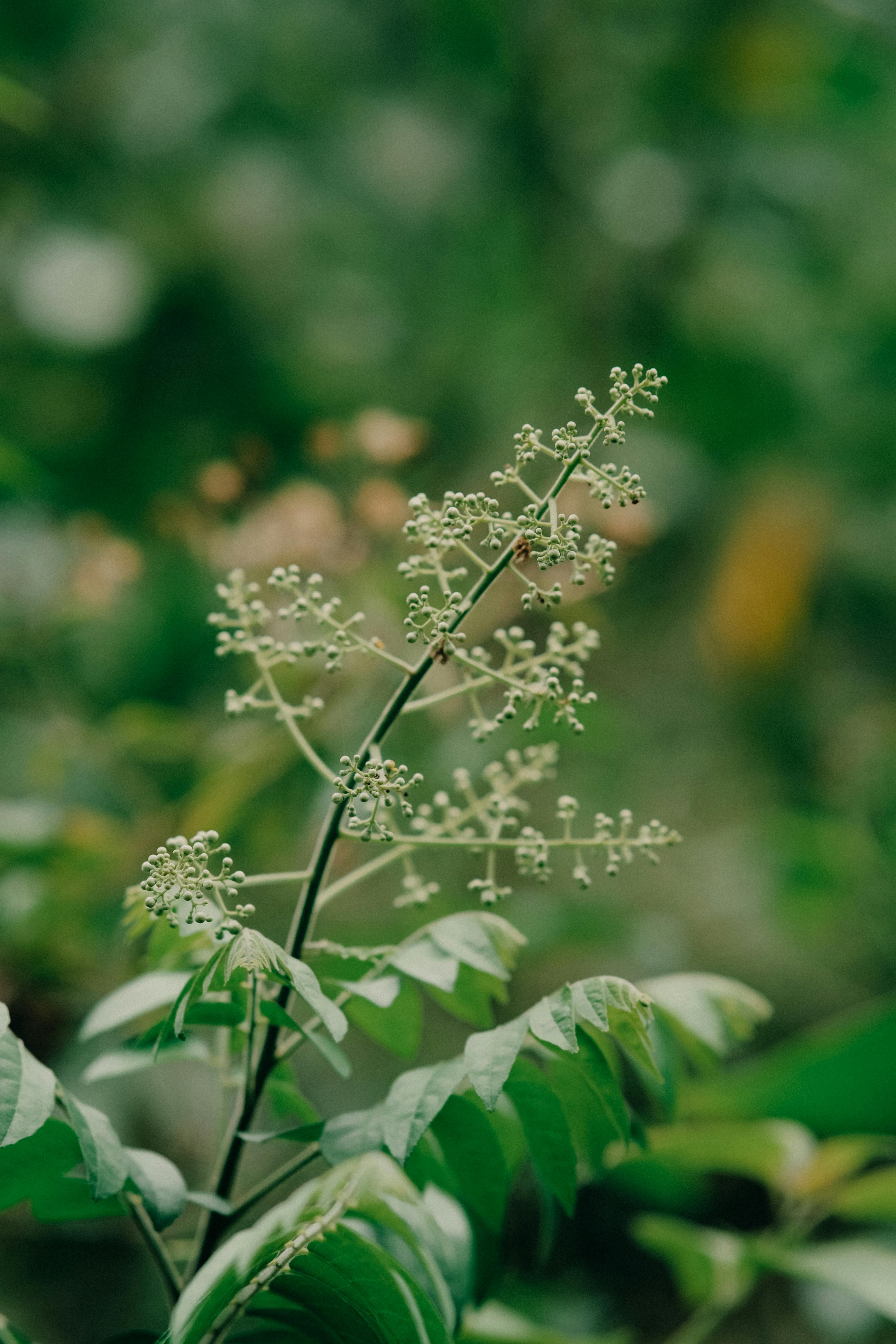 4160x6240 Neem & HD Image