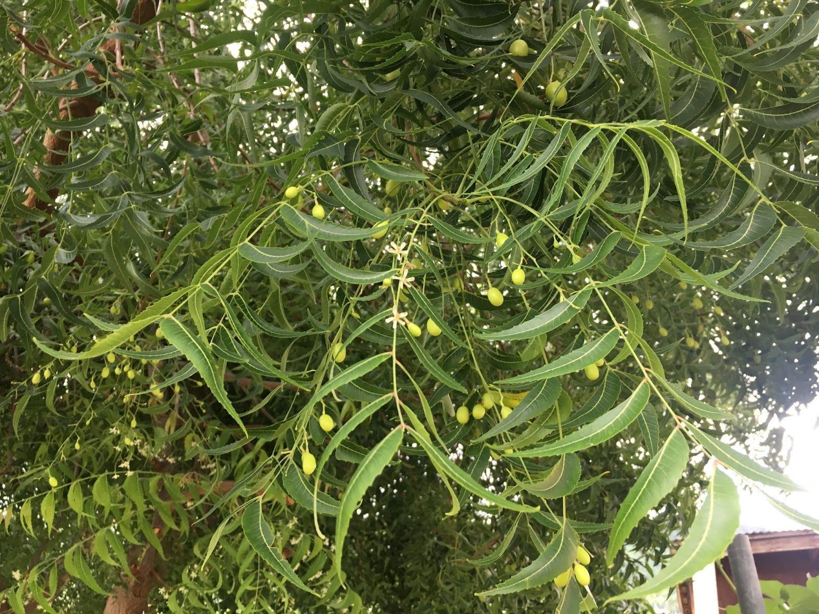 1600x1200 Azadirachta indica (Neem Tree)
