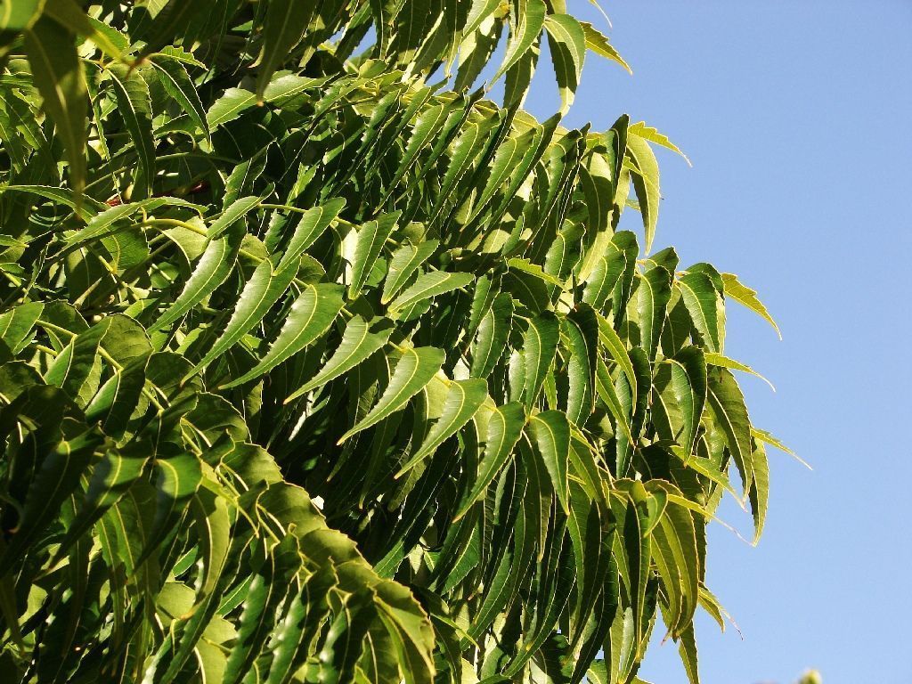 1024x768 pharmacy tree. Azadirachta indica