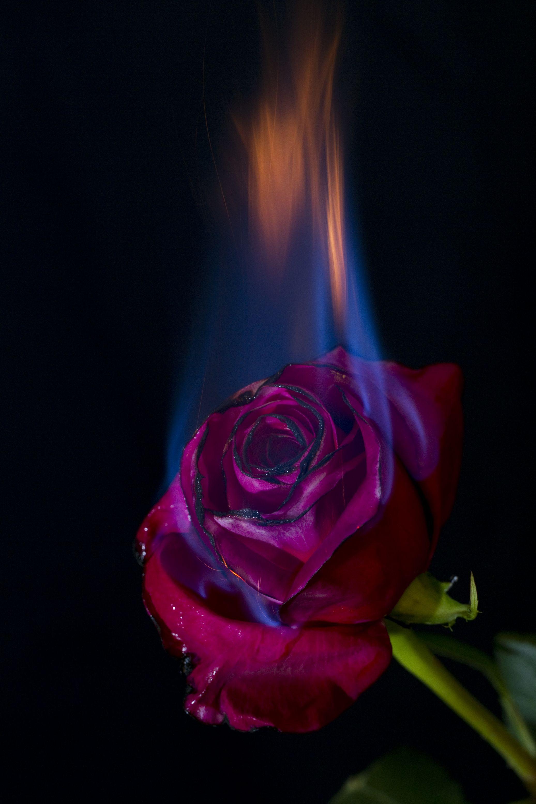 2073x3110 Hôm nay tôi quay một dự án nhỏ.  Burning rose, Rose hình nền, Rose on fire