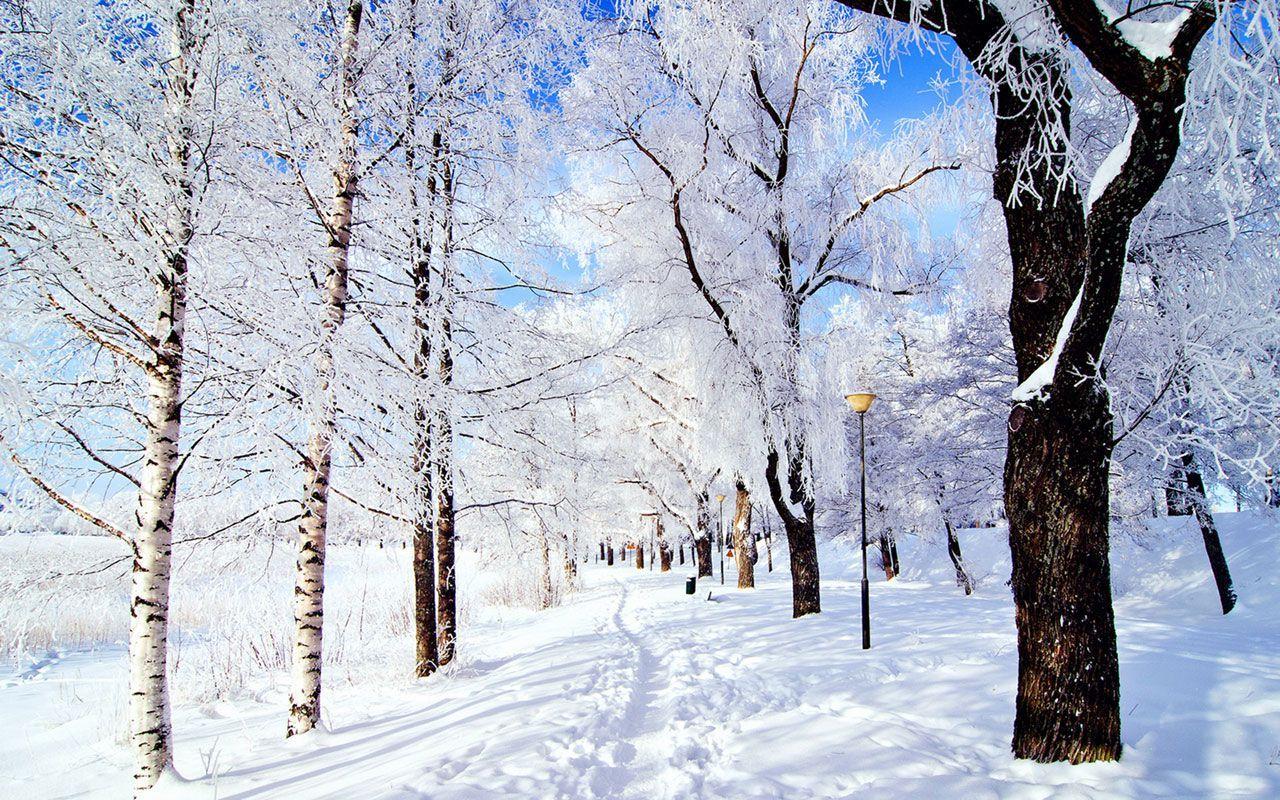 Winter forest Wallpaper 4K Landscape Frost Snow covered 8009