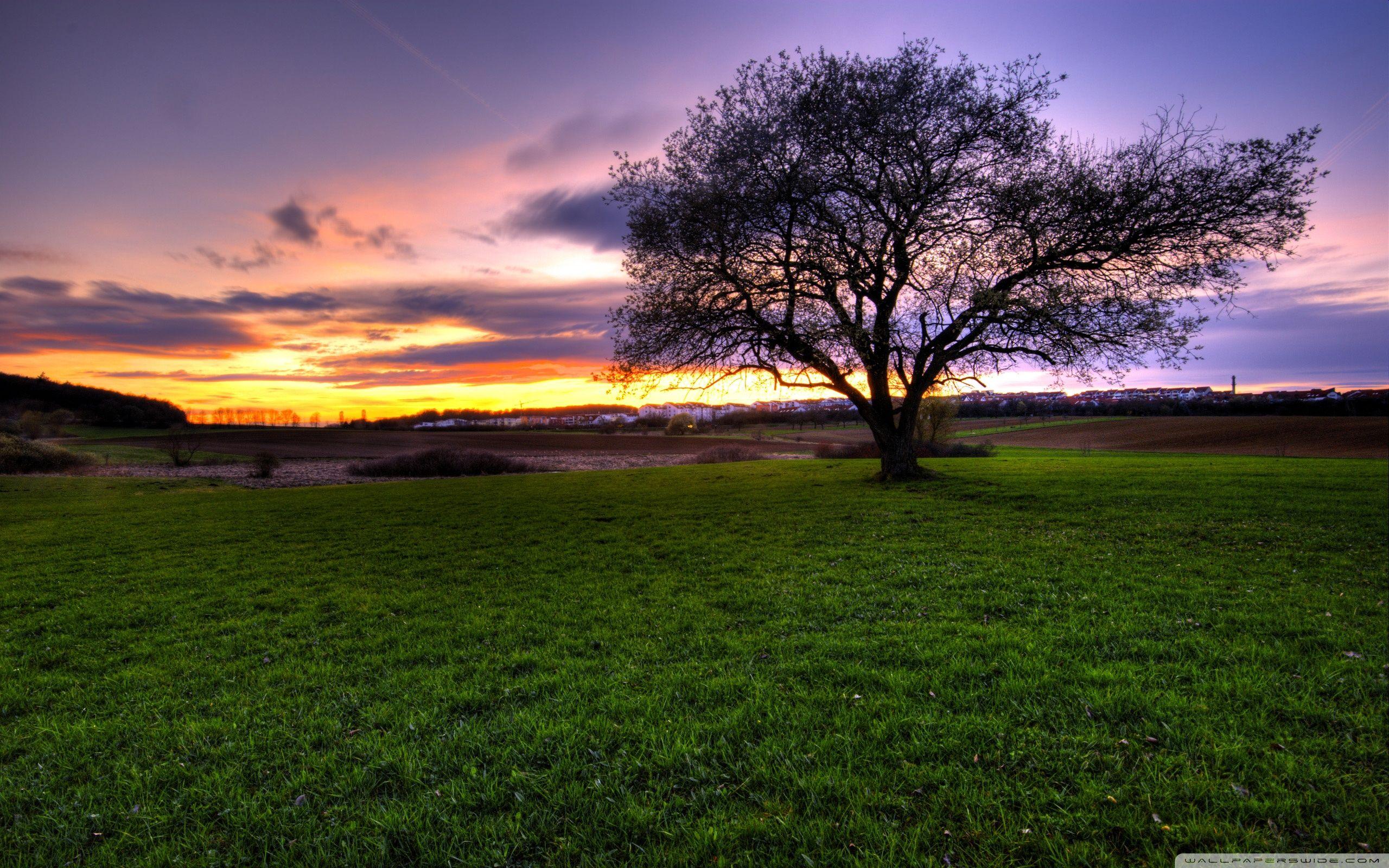 2560x1600 African Landscape Wallpaper