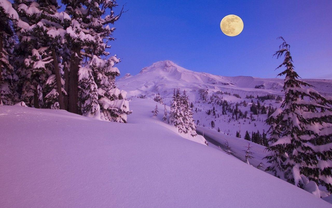 Hình nền 1280x804 Purple Snow Trees & Full Moon.  Cây tuyết tím