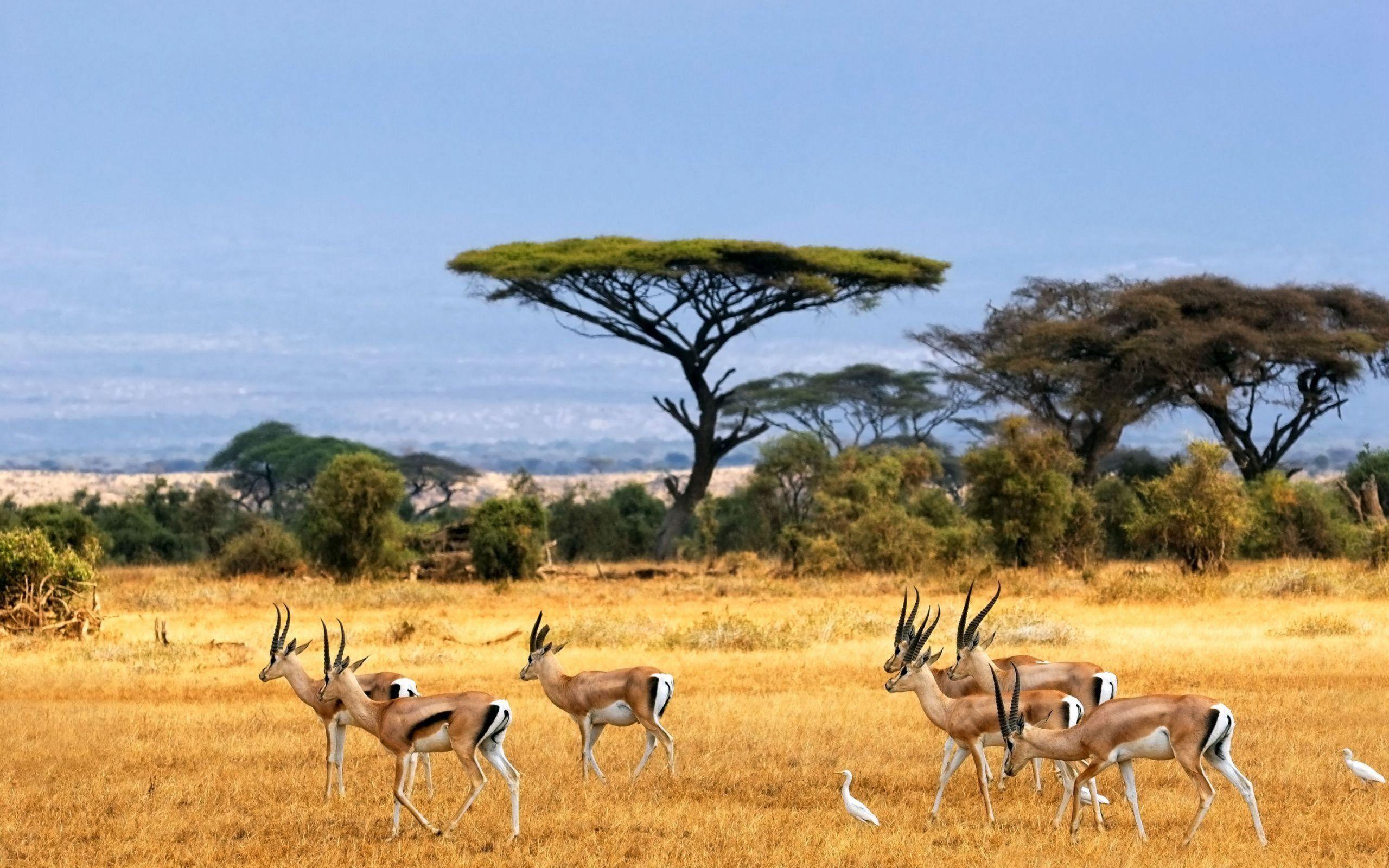 2560x1600 HD Africa Wallpaper For Desktop And Mobile