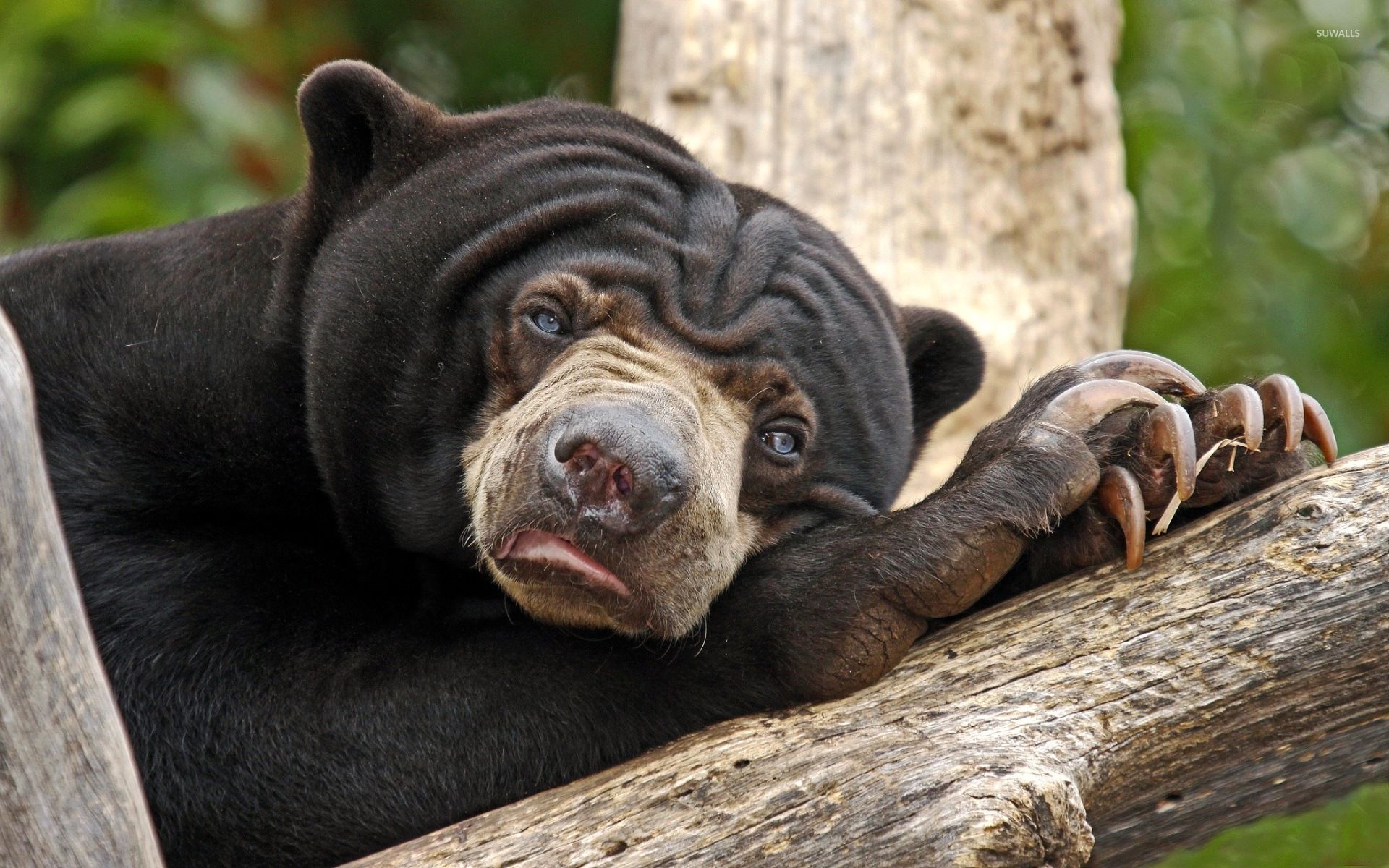 1920x1200 Sloth bear resting on a tree log